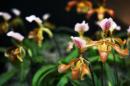 orchidees senat 031 * 4368 x 2912 * (4.53MB)